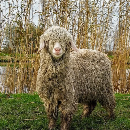 Dieren op ons wandelpad