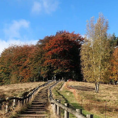 Wandelen op de Utrechtse Heuvelrug