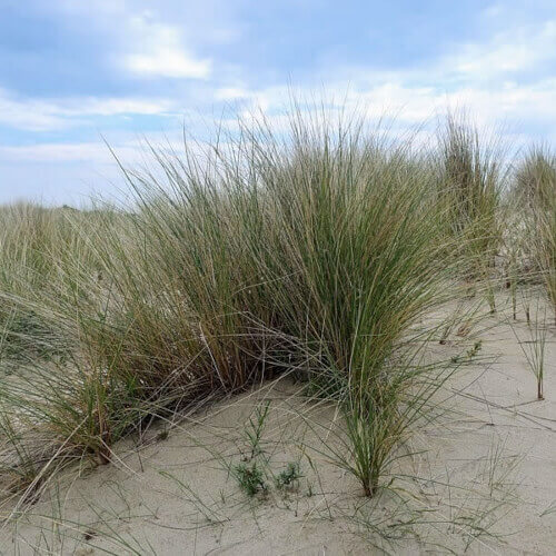 Wandelen op de Wadden